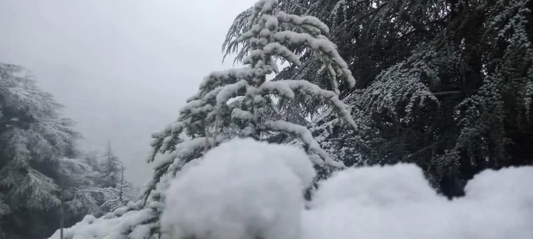 صور تساقط الثلوج على جبال البابور بسطيف