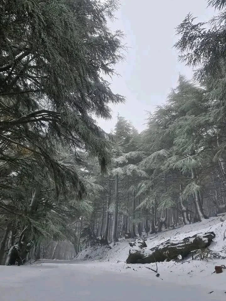 صور تساقط الثلوج على جبال البابور بسطيف