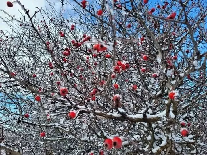 Cumbres de Gherer entre Tizi Ouzou y Bouira bajo la nieve