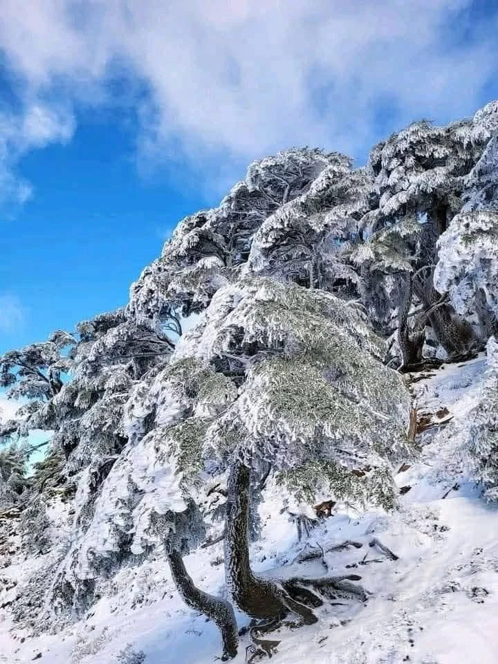 Cumbres de Gherer entre Tizi Ouzou y Bouira bajo la nieve