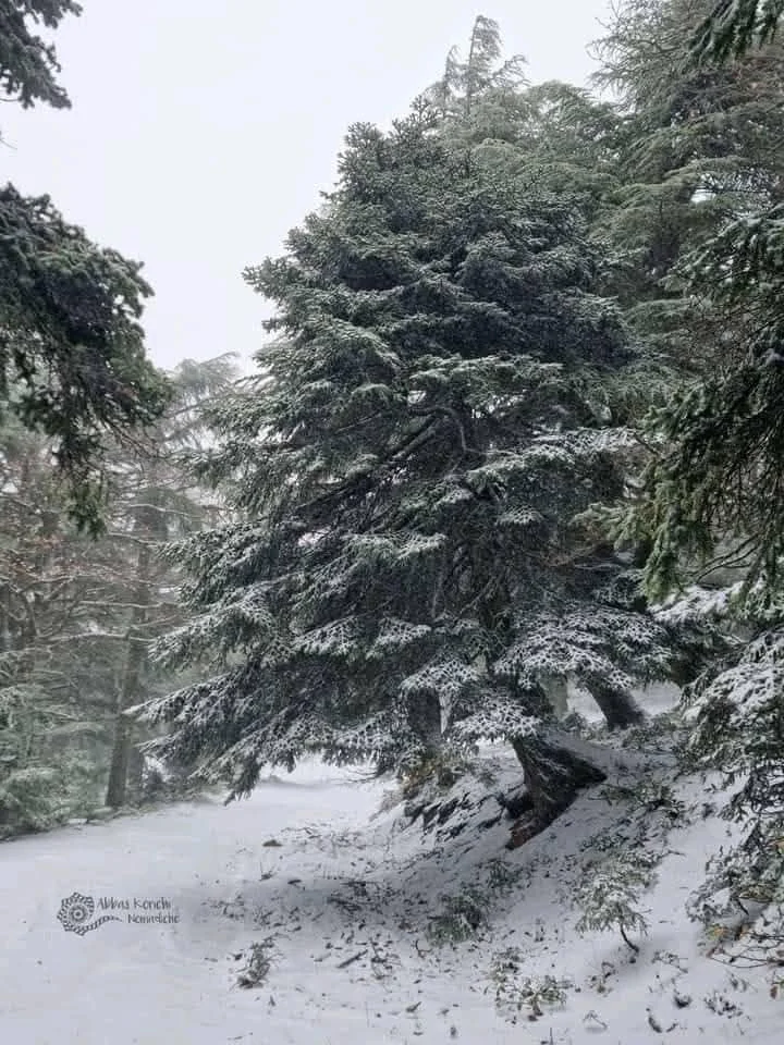 صور تساقط الثلوج على جبال البابور بسطيف